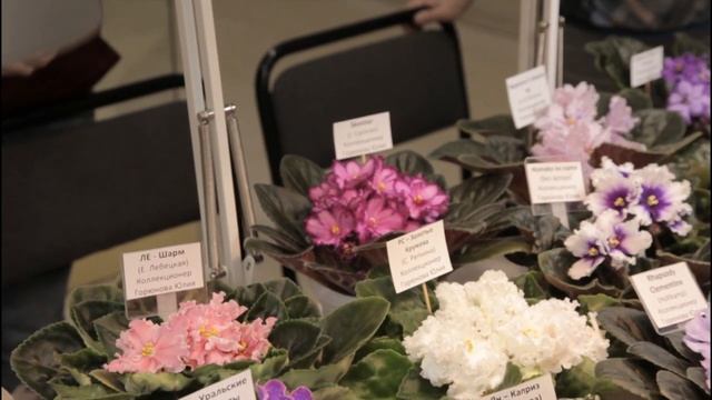 Около 100 видов сортовых фиалок представлено на выставке «Кружево сенполий» в Вологде смотреть онлайн