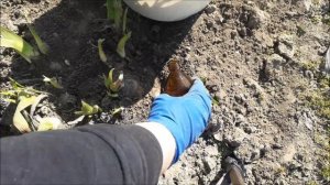 Весенний уход за ирисами