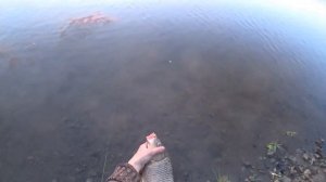 Как ловить САЗАНА на резинку с берега! Рыбалка на Дону 2023!