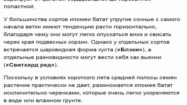 Батат декоративный ипомея батат смотреть онлайн