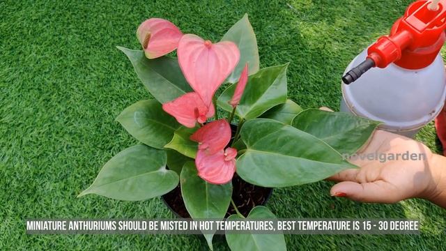 Anthurium Complete Care | 2 Fertilizers | Flowering Tips | ആന്തൂറിയം ചെടി പൂവിടാൻ 5കാര്യങ്ങൾ смотреть онлайн