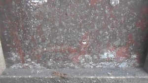 КАК ПОЙМАТЬ ЛИСУ У СЕБЯ ВО ДВОРЕ