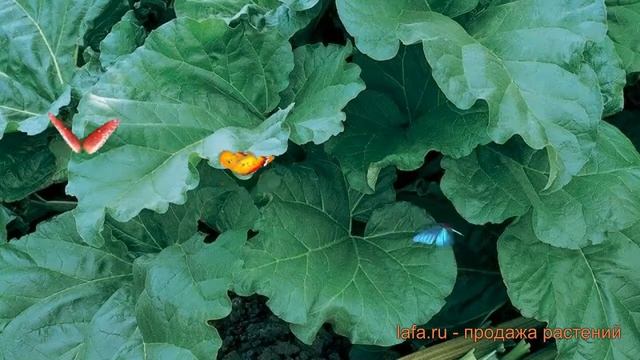 Ревень обыкновенный Виктория (viktoriya) ? ревень Виктория обзор: как сажать семена ревеня Виктория смотреть онлайн