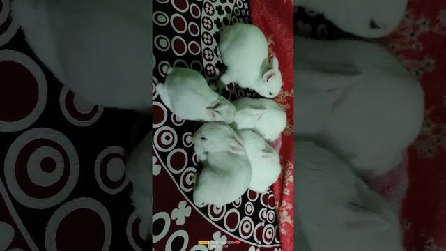 Cute rabbit sleeping ??♥️♥️#rabbitfarming #rabbitslepping#cuterabbit #rabbit #playing #rabbitplay смотреть онлайн
