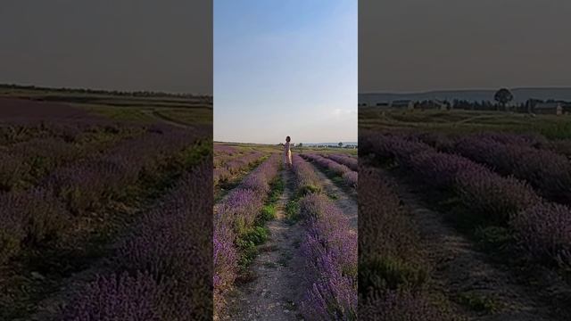 Крым. Лавандовые поля❤ смотреть онлайн