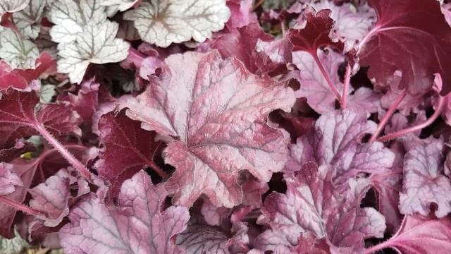 Heuchera 'Forever Purple' смотреть онлайн