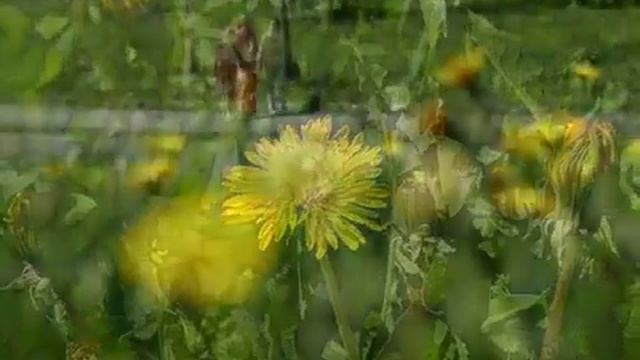 Тиса-1."Русское время". ВЕСНА (28.04.13) смотреть онлайн