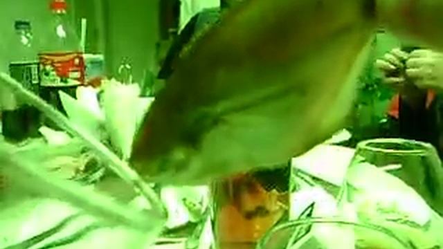 Говорящая пиранья смотреть онлайн