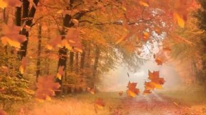 А Я НЕСУ ТЕБЕ ЦВЕТЫ