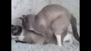 Кошки спариваются / Cats mate