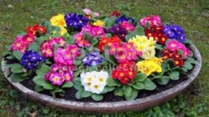 Виды примул