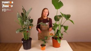 Стрелиция: посадка и уход | Советы биолога 7ЦВЕТОВ