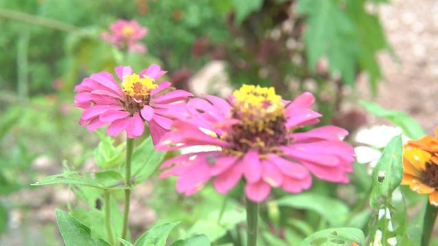 Top flowers in the world Flower Annuals Osteospermum | Amazing Flowers смотреть онлайн