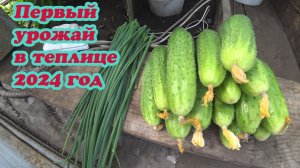 ПЕРВЫЙ УРОЖАЙ В ТЕПЛИЦЕ НА 22 МАЯ.