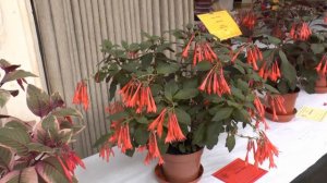 The Northern BFS Fuchsia Show   2017