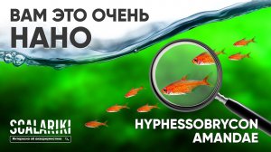 Лучшая рыбка для #акваскейпа и #нано-аквариума - #Тетра #Аманды