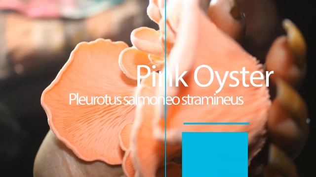 7 types of oyster mushrooms with scientific name смотреть онлайн