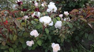 Роза Дездемона и Манстед Вуд. Очень красивые розы, цветут обильно и ярко все лето!