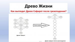 Каббала: Древо Сефирот или Древо Жизни? Как выглядит Древо Сефирот после грехопадения? Герцэль Дэвид