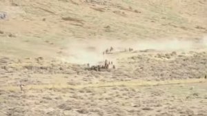 Дикие лошади америки