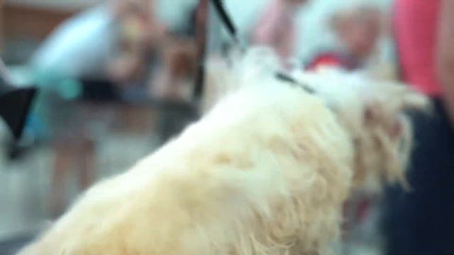 Груминг семинари в Димитровград смотреть онлайн