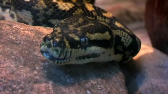 Ковровый питон чейни на охоте / Carpet python cheynei hunting смотреть онлайн