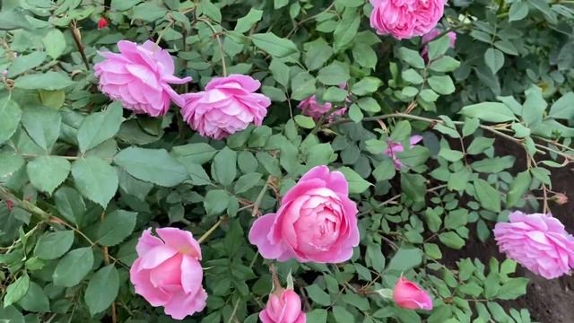 Английские розы. Алан Титчмарш, второе цветение (3 зона) смотреть онлайн