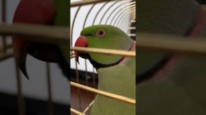 Говорящий ожереловый попугай Ричи