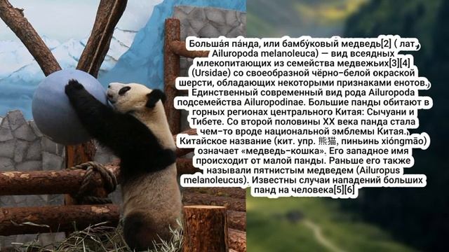 Кто такая Большая панда? Википедия: Природа: Наша природа смотреть онлайн