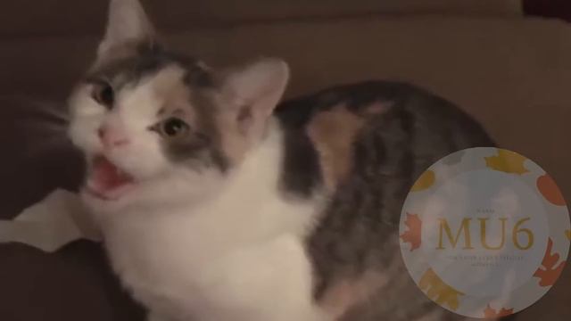 Cats Sing Believer by Imagine Dragons | Cats Singing Song смотреть онлайн