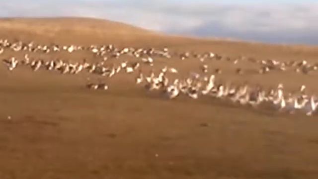 Кубанский серый гусь в Оренбургской области (купить. 89228698857) смотреть онлайн