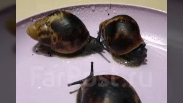 Самая чёрная улитка в мире ..{архахатина маргината маргината) смотреть онлайн