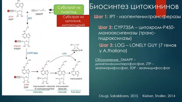 Гормональная регуляция у растений. Лабунская Е.А. (серия среда) 2 смотреть онлайн