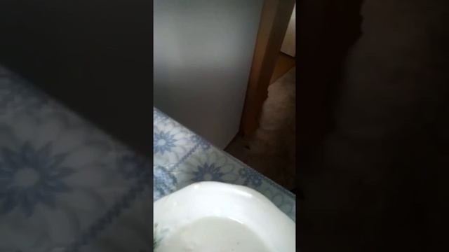 ШОК!!! Что будет если мороженое поставить в микроволновку на 30 секунд ? смотреть онлайн