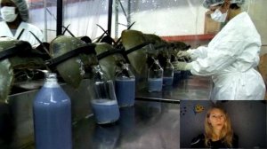 Зачем людям ГОЛУБАЯ КРОВЬ мечехвоста?