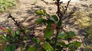 Почему абрикос цветет, но не плодоносит, распространенные причины