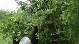 Заготовка берёзовых веников в троицу.