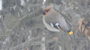 Свиристель птица хохолок.  Свиристель птица фото зимой описание