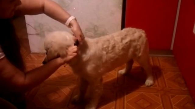 Приучаемся к халти смотреть онлайн