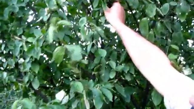 Созрел кизил, пришла пора собрать на варенье смотреть онлайн