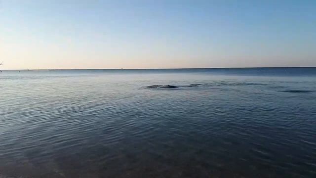 Дельфины охотятся на кефаль (лобань) смотреть онлайн