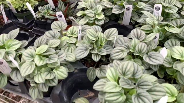 WINTER HOUSEPLANT SHOPPING 2020// RARE HOUSEPLANTS MONSTERA THAI | Tonkadale, MINNESOTA смотреть онлайн