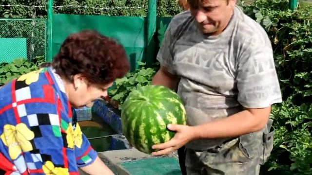 Арбуз Подмосковный 2 смотреть онлайн