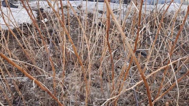 Ремонтантна малина Амира. Поздний сорт, саженцы на продажу. смотреть онлайн