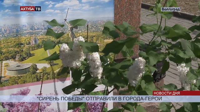В Волгограде стартовал федеральный проект «Сирень Победы» смотреть онлайн