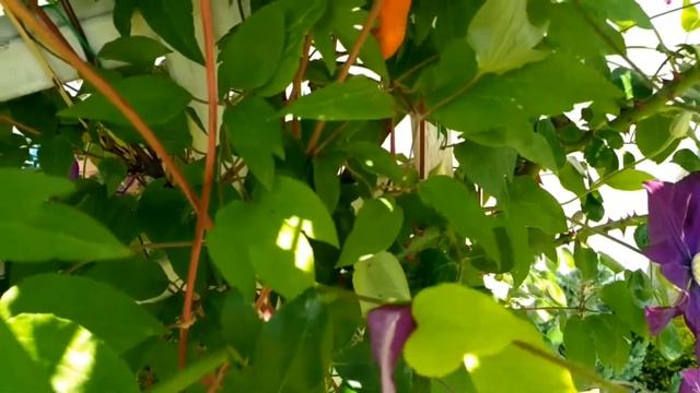 Обрезка клематиса после цветения. Май 2021. смотреть онлайн