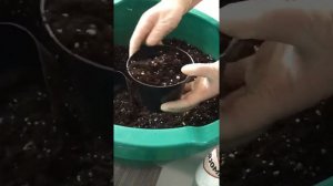 Как посадить клубневую бегонию