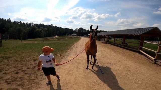 Розовый слон ( стихи Глеб Горбовский )#милыеживотные #детскиепесни #зоопарк #латвия