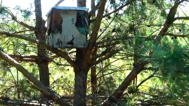 На пасеке можна подхватить пчелиный ВИРУС!!! Лесная ловушка перспективная. смотреть онлайн