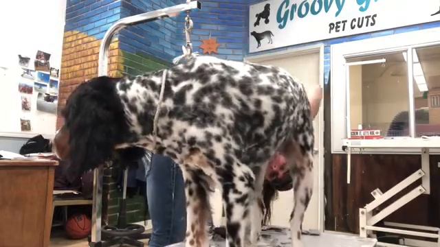English Setter Grooming (field Cut)
